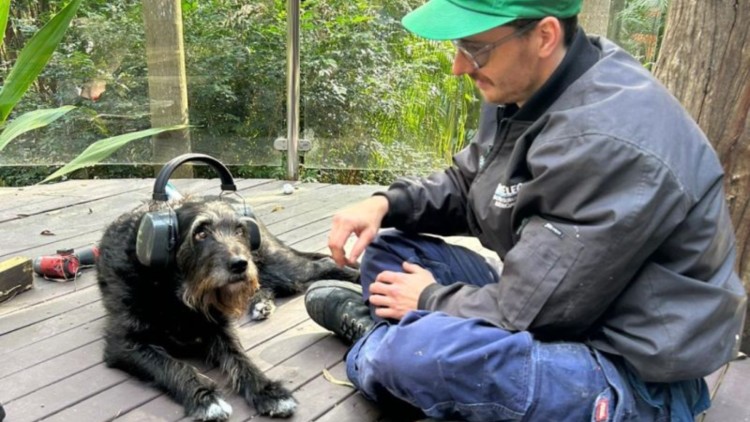 Dog wearing headphones